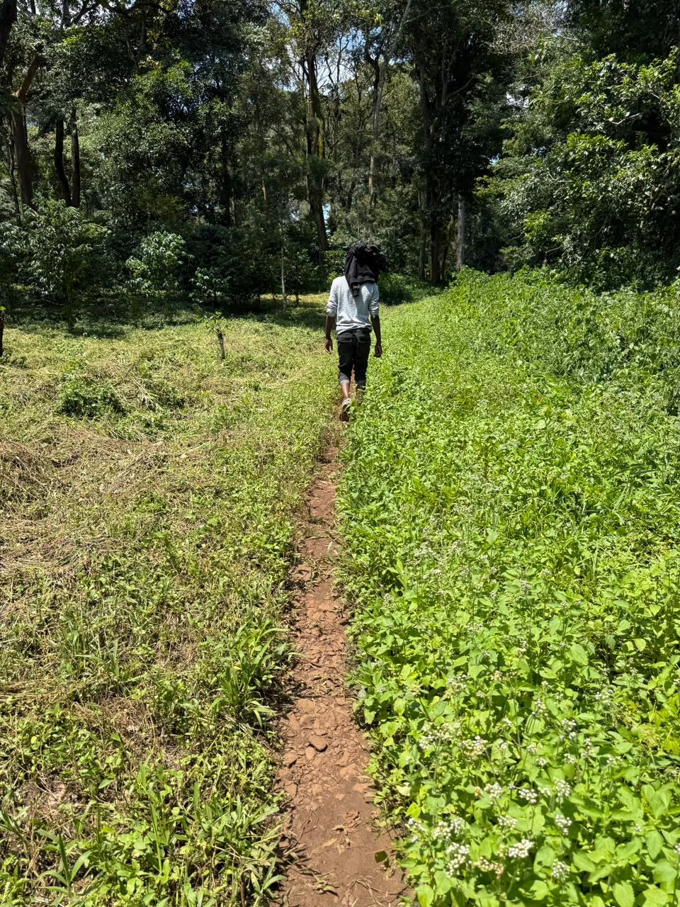 A footpath through the dense forest of the Kaffa biosphere reserve