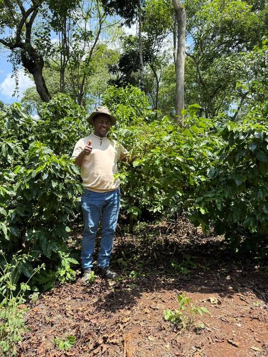 A Moyica agronomist inspecting coffee trees on the farm