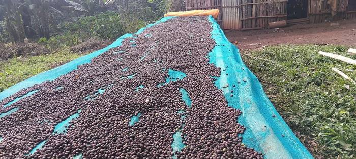 04. Drying — Moyica Coffee