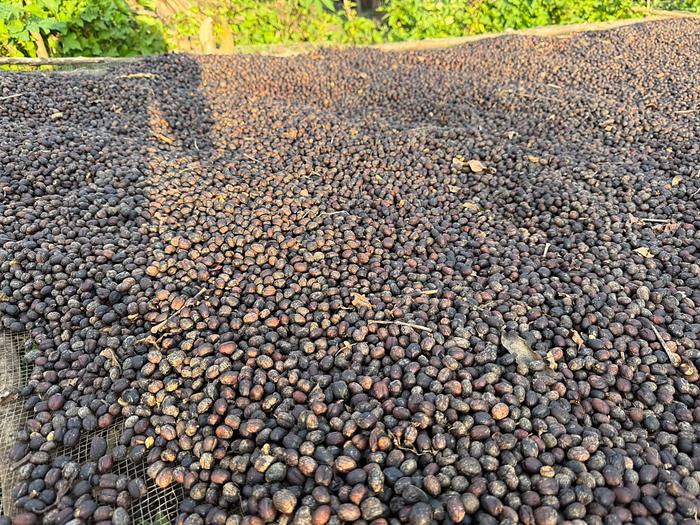 Close view of coffee cherries drying in the sun