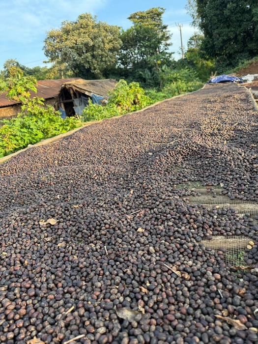 Coffee cherries spread to dry on the yard at the Moyica site