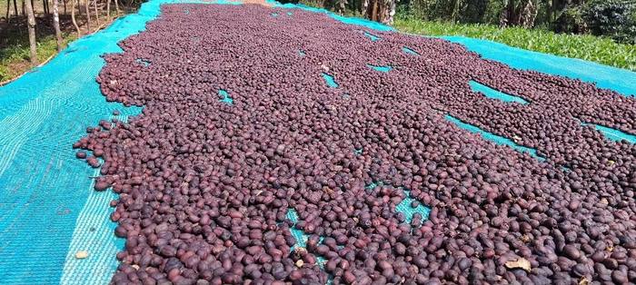 A long raised drying bed of coffee cherries under shade netting