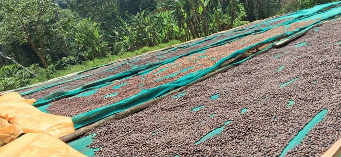 Coffee cherries drying on raised beds at the Moyica farm