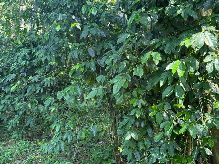 01. Nursery — Moyica Coffee