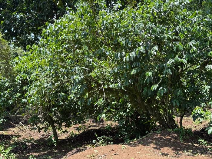 02. Plantation — Moyica Coffee