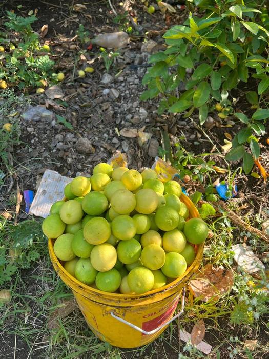 A bucket of fruit grown alongside coffee on the shaded farm