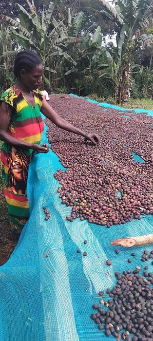 A worker turning coffee cherries on a raised drying bed