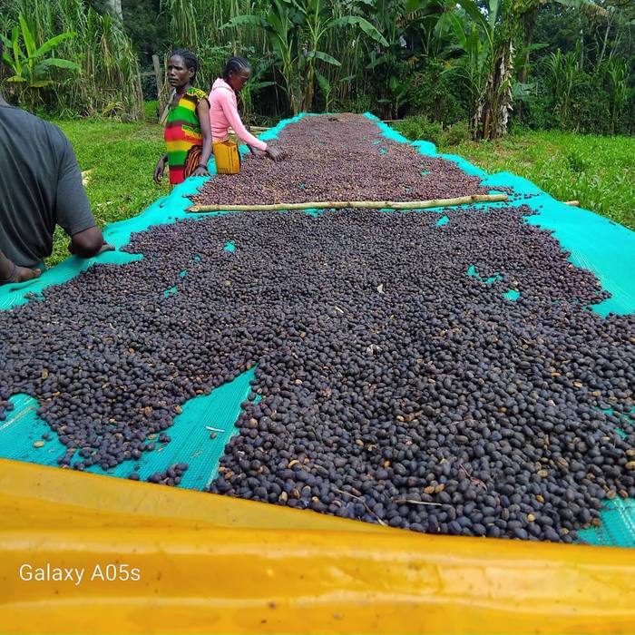 Workers turning drying coffee cherries on a raised bed