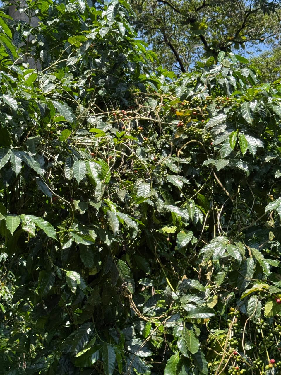 Wild-growing coffee shrubs under forest shade in South West Ethiopia
